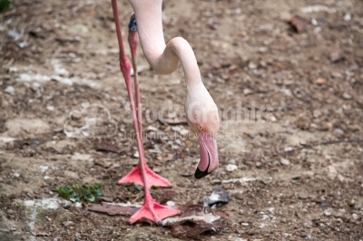 Flamingo searching food