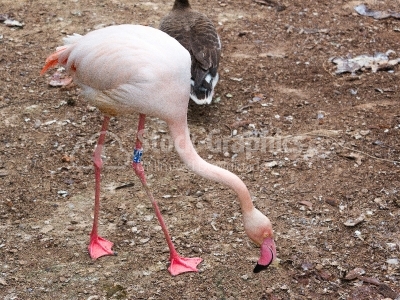 Flamingo side view
