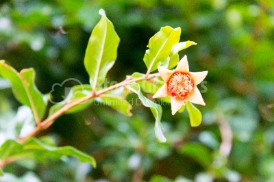 Flower head of pomegranate fruit