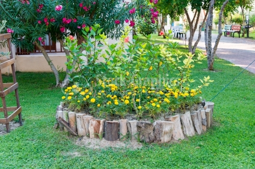 Flowerbed surrounded by wood 