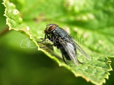 Fly on leaf with green background - Stock Image