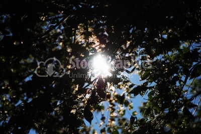 Forest with the sun behind - Stock Image