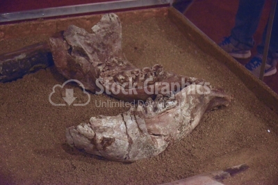 Fossilised specimen of dinosaur