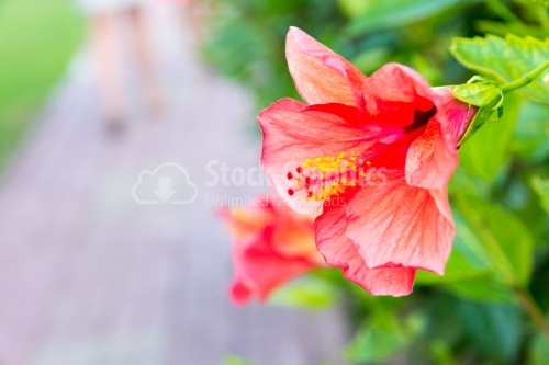 Fragility of hibiscus plant