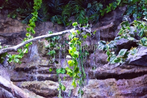 Fresh waterfall with growing ivy, fern and moss