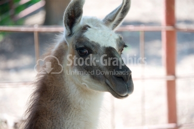 Funny portrait of a lama