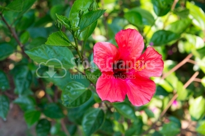 Garden of red hibiscus flower