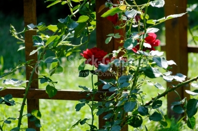 Garden roses - Stock Image