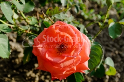 Garden roses - Stock Image
