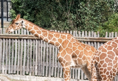 Giraffe in zoo garden