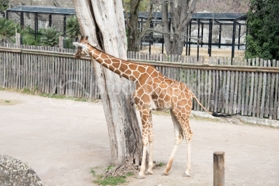 Giraffe looking over a tree