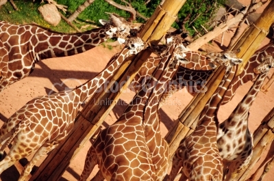 Giraffes, big family graze in the nature reserve, wildlife anima