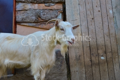 Goats, poultry yard