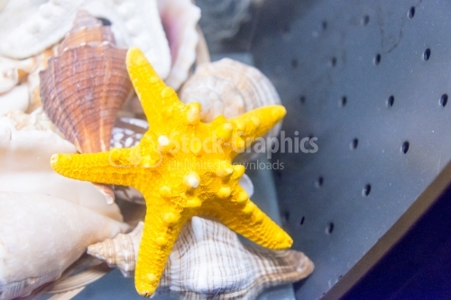 Gold sea fish laid on shells