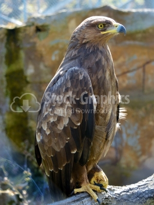 Golden Eagle (Aquila chrysaetos) sitting on branch