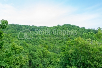 Green forest view