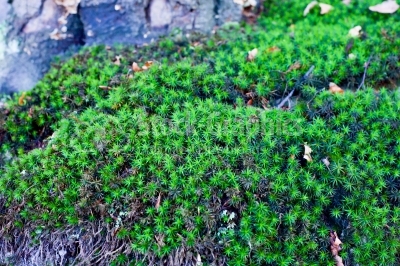 Green Moss background . Star Moss (POLYTRICHUM COMMUNE) 