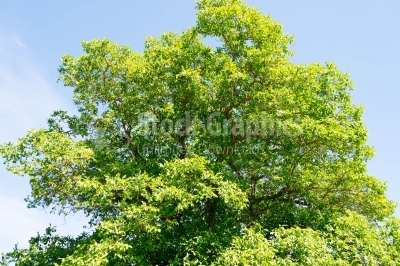 Green tree on a sunny day