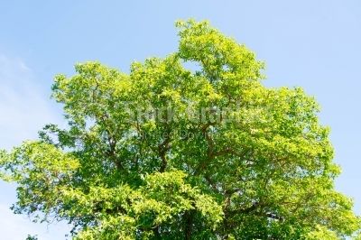 Green tree on summer