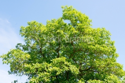 Green tree on summer season