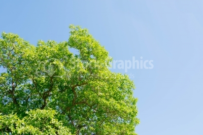 Green tree on the sky