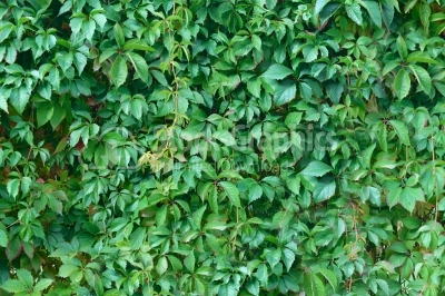 Green wall texture background