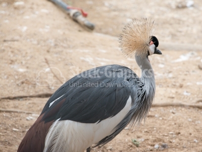 Grey Crowned Crane, South Africa