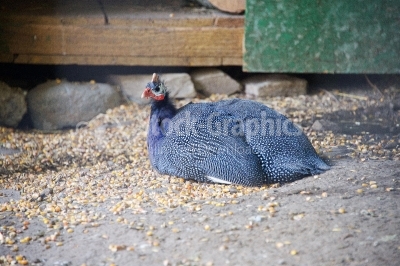 Guinea fowl in farm