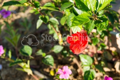 Hibiscus in a blossomed garden