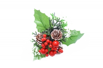 Holly Leaves and Red Berries Isolated on White Background.