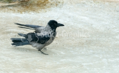 Hooded grey crow