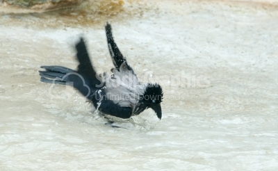 Hooded grey crow playing in water