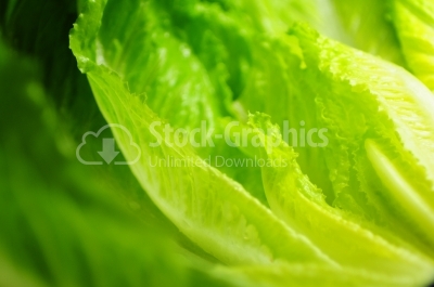 Image of lettuce as a background, closeup,macro