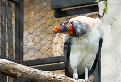 King Vulture Side View