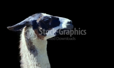 Lama on dark background