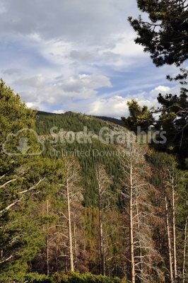 Landscape with forest mountains