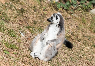 Lemur catta, ring tailed lemur Madagascar sun bathing on grass