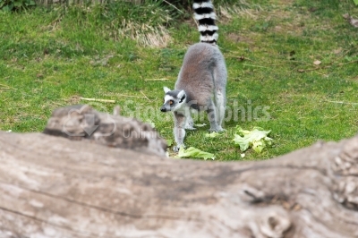 Lemur eating salad