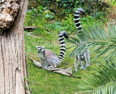 Lemur in nature