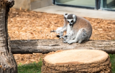 Lemur sitting on a tree bark