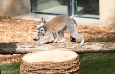 Lemur walking on a tree bark