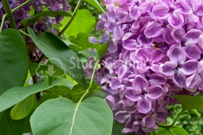 Lilac bush - Stock Image