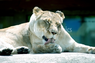 Lion - Stock Image