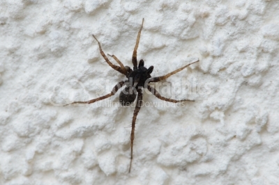 Little spider is walking on the wall