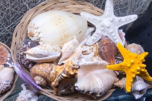 Low-angle view on marine shells