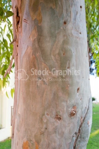 Macrophotography with a tree bark on foreground