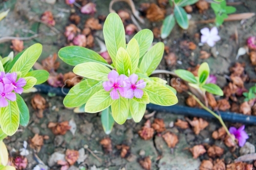 Madagascar Rosy Periwinkle flower