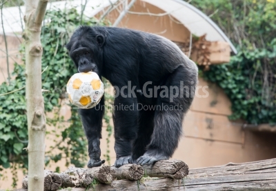 Male chimpanzee playing with a ball