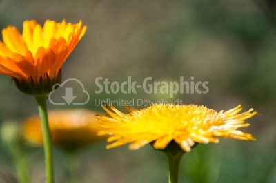 Marigold flowers close-up