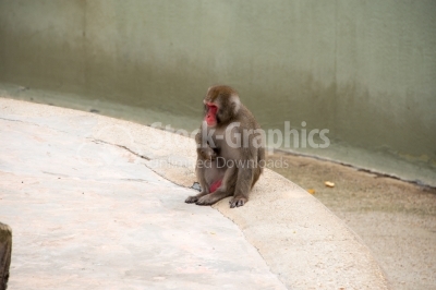 Monkey. - Stock image